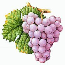 Наилучшие сорта винограда