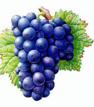 Наилучшие сорта винограда