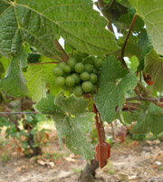 Разработка внедрения феромонов на виноградниках