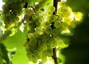 Как верно растить и ухаживать за виноградовой лозой?