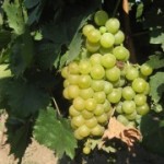 Технический сорт винограда — Мускат белоснежный