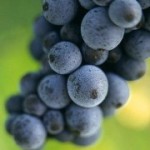 Технический сорт винограда — Пино темный