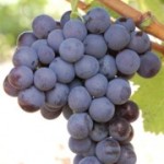 Столовый сорт винограда — Мускат гамбургский
