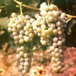 Столовый сорт винограда — Мускат Оттонель