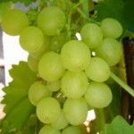 Столовый сорт винограда — Мускат янтарный