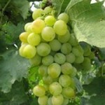 Сорт винограда — Экстаз
