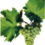 Технический сорт винограда — Совиньон зеленоватый