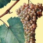 Технический сорт винограда — Ркацители