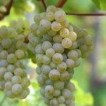 Технический сорт винограда — Мюллер Тургау