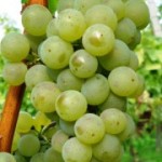 Технический сорт винограда — Сильванер