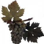 Столовый сорт винограда — Шабаш