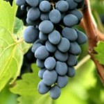 Столовый сорт винограда — Молдова