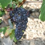 Технический сорт винограда — Каберне Совиньон