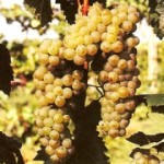 Технический сорт винограда — Сухолиманский белоснежный