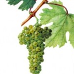 Технический сорт винограда — Фетяска белоснежная