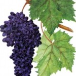Столовый сорт винограда — Асма
