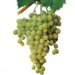 Столовый сорт винограда — Мускат александрийский