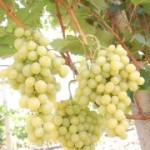 Столовый сорт винограда — Италия