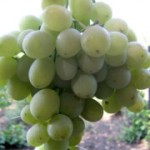 Столовый сорт винограда — Агадаи