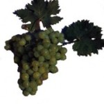 Столовый сорт винограда — Мускат ереванский