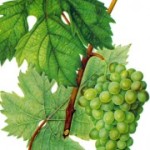 Столовый сорт винограда — Чауш белоснежный