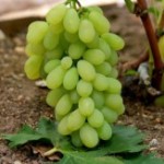 Столовый сорт винограда — Мечта