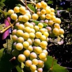 Столовый сорт винограда — Царица виноградников
