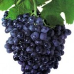 Столовый сорт винограда — Ранешний Магарача