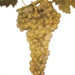 Столовый сорт винограда — Одесский ранешний