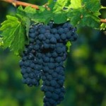 Как избрать саженцы винограда?