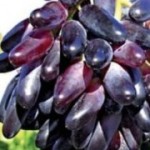 Столовый сорт винограда — Одесский сувенир