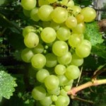 Столовый сорт винограда — Шасла белоснежная