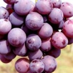 Столовый сорт винограда — Кардинал